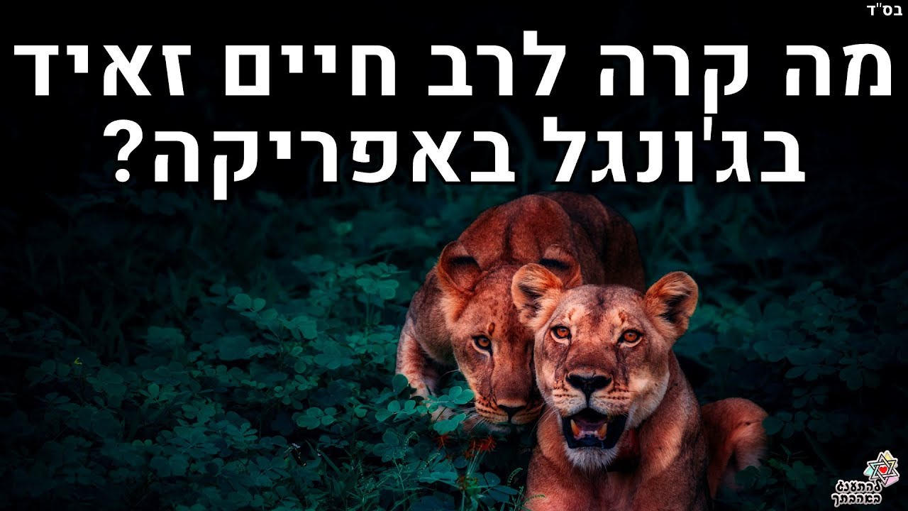 מה קרה לרב חיים זאיד בג'ונגל באפריקה סיפורים מרתקים תהנו ותשתפו לחברים והירשמו כמנוי