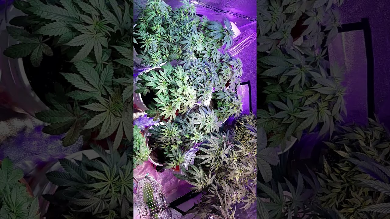 VEG UPDATE NEW STRAINS growing with RJ flahr.