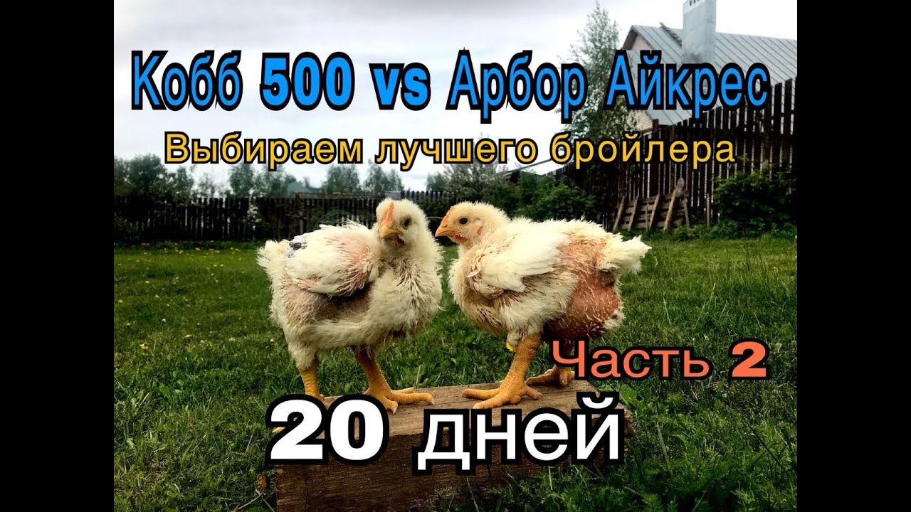 Кобб500 против Арбор Айкрес. Выбираем лучшего бройлера. Часть2 .20 дней
