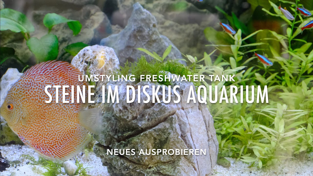 Aquascape Steine im Diskus Aquarium - So sieht es besser aus - Diskusfische - Mein Juwel Aquarium
