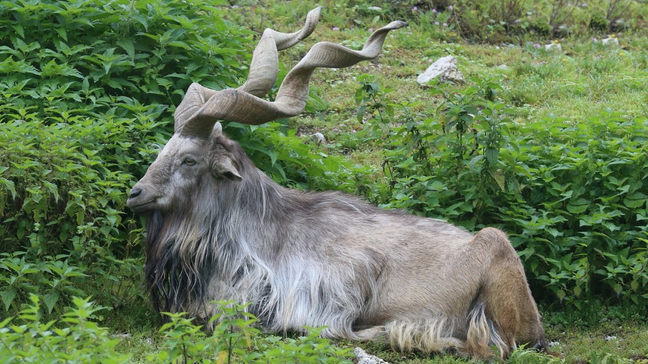 Markhor Goats | Corkscrew Horns