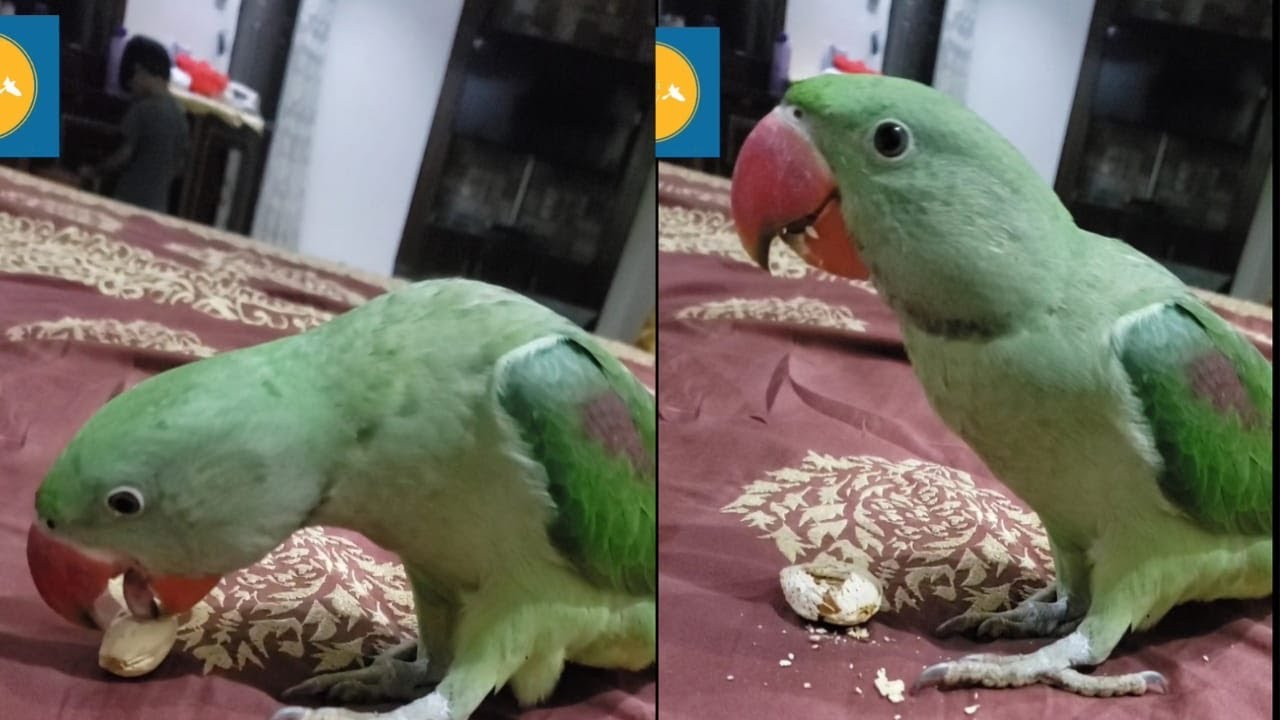Pahari tota badam k mazy lety huy| raw Parrot enjoy almond