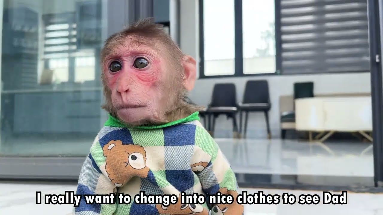 Monkey Cubis happily bathed and dressed up to welcome Dad home.