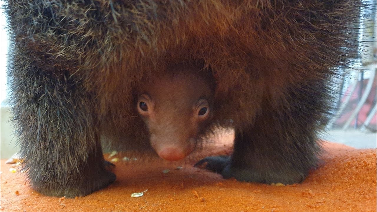 Wombat Nachwuchs streckt erstmals Nase aus dem Beutel