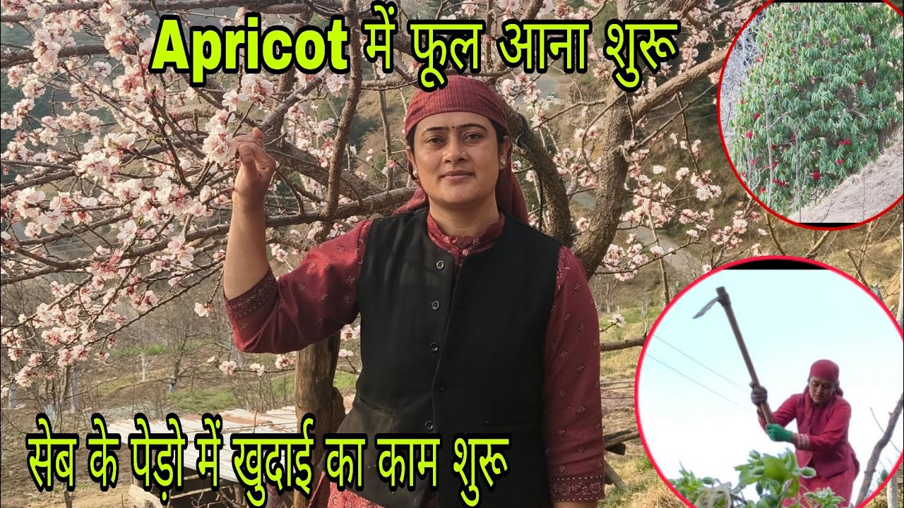 Apricot में फूल आना शुरू || सेब के पेड़ो में तौलिया करना शुरू || upper pahadi life style 