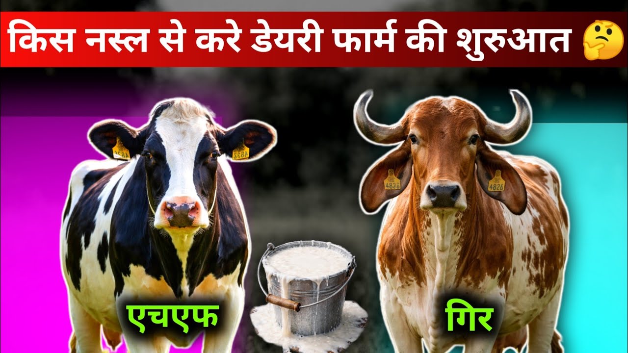 कम खर्च में जबरदस्त मुनाफा, इस नस्ल से करो डेयरी फार्म की शुरुआत #dairyfarming 