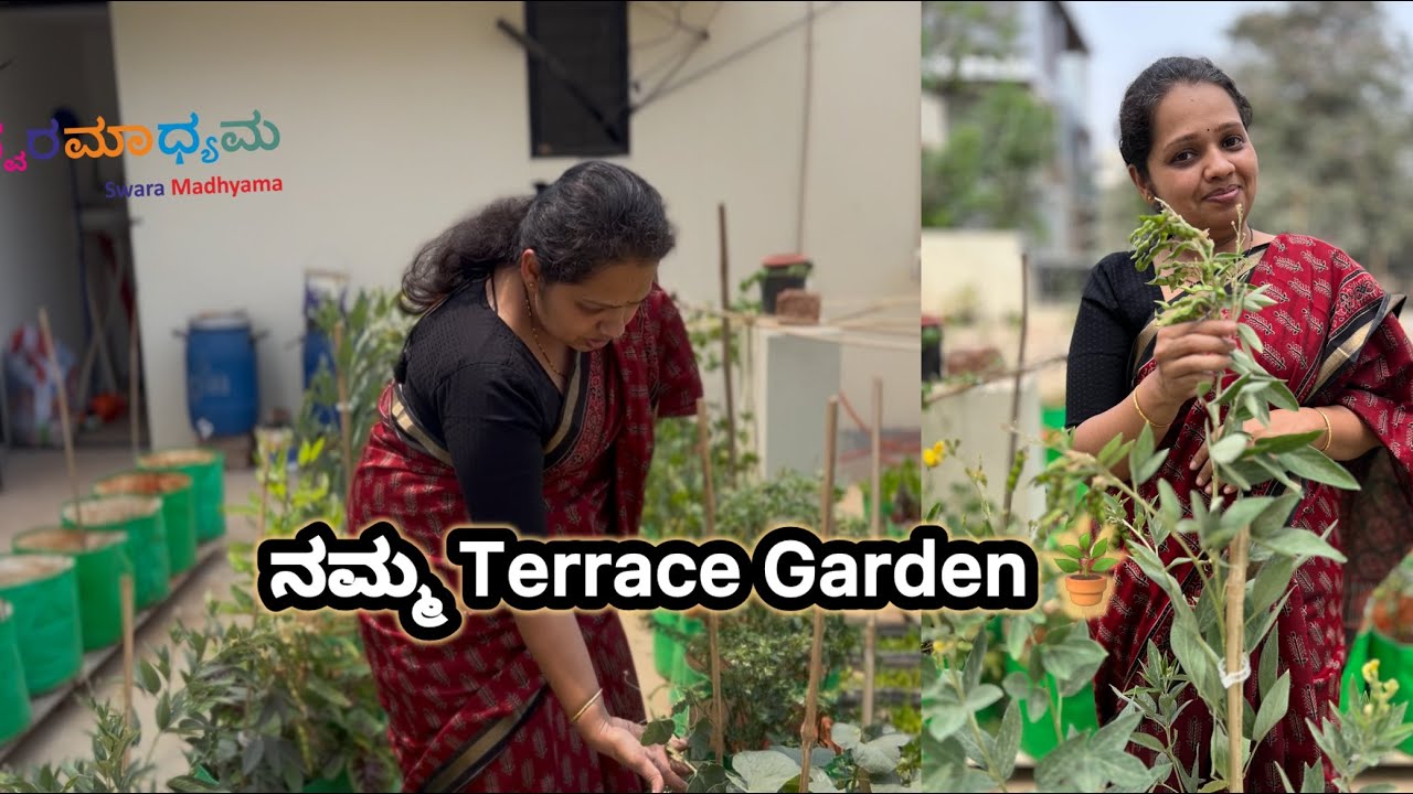 ನಮ್ಮ Terrace Garden tour , ಏನೆಲ್ಲ ಗಿಡಗಳು ಬೆಳಸಿದೀವಿ- Swara Madhyama 
