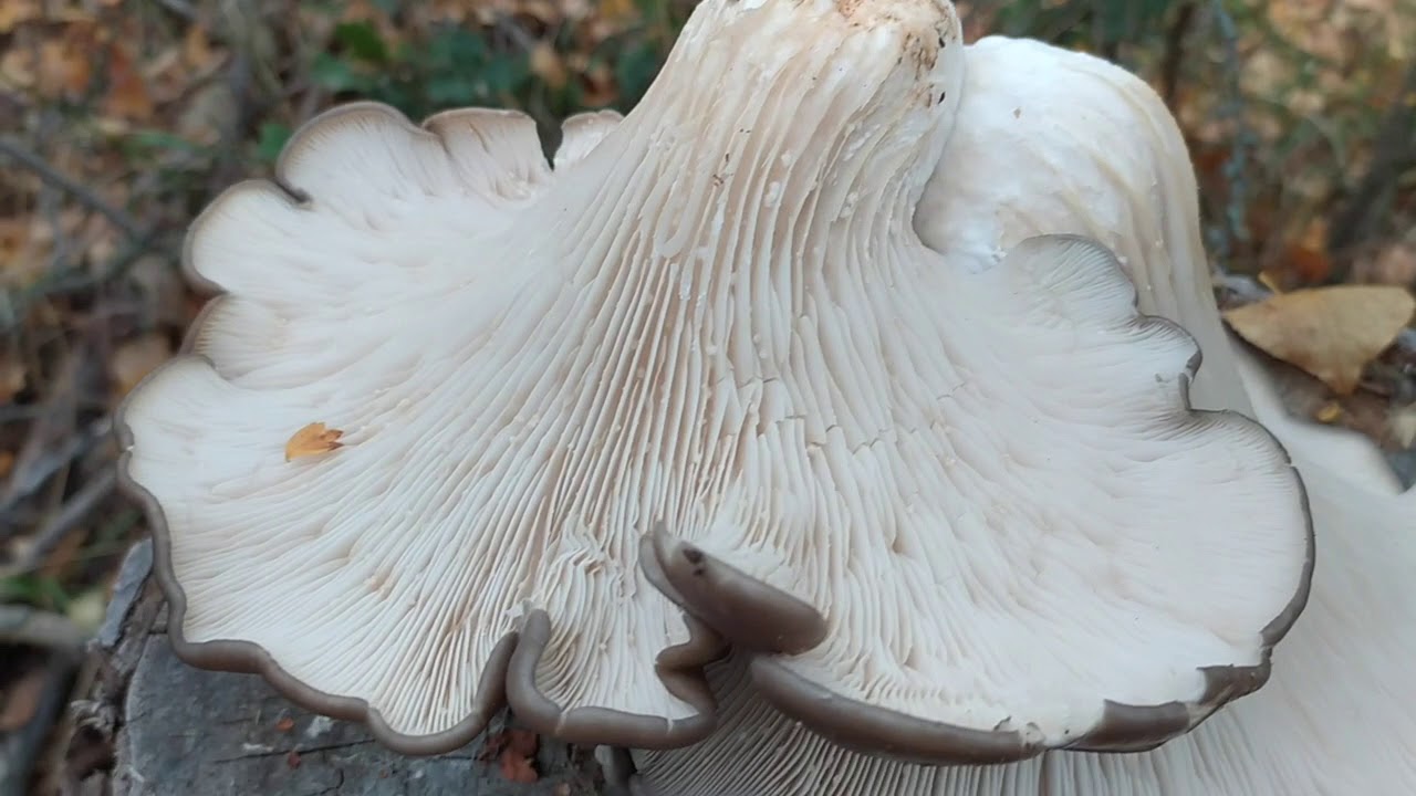 Setas de álamo (pleurotus ostreatus)