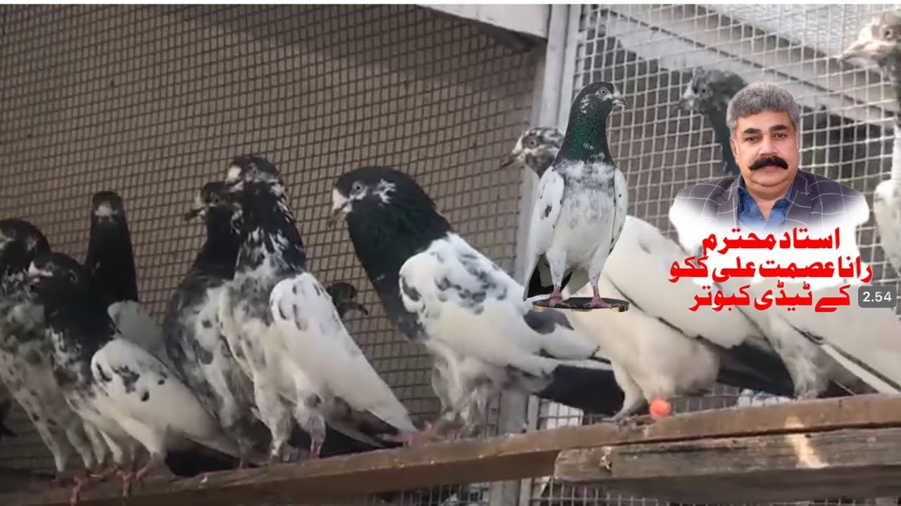 Ustad Rana Asmat kuku sahib Lahore Old breed of ch sakhi bhatti Lahore +92 321 9440446