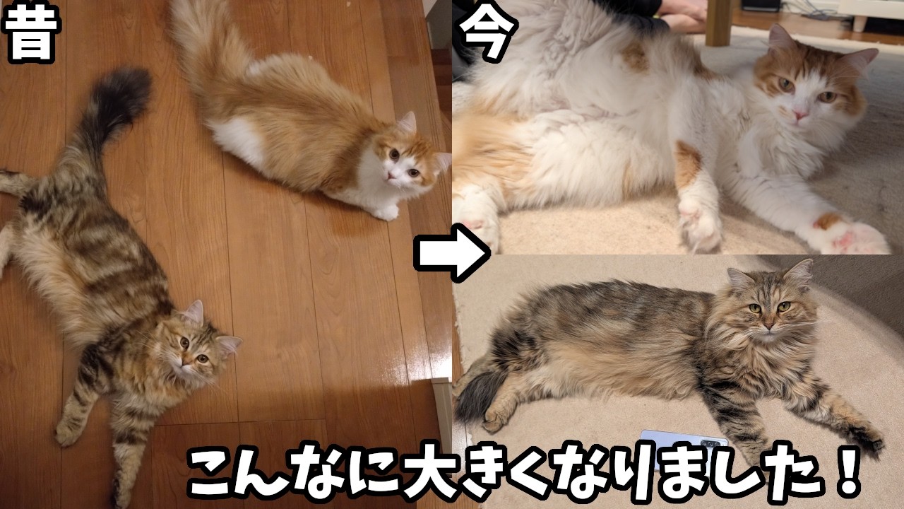 【祝100人登録】出会った頃の2匹が別猫すぎて驚きました