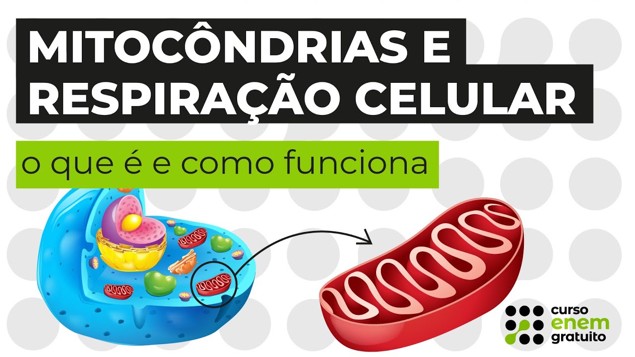 Mitocôndrias e respiração celular: o que é e como funciona | Biologia | Cláudia Aguiar