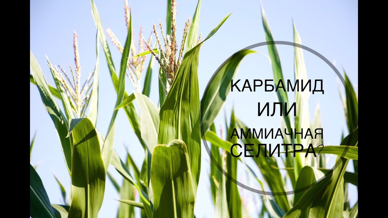 Карбамид или аммиачная селитра?