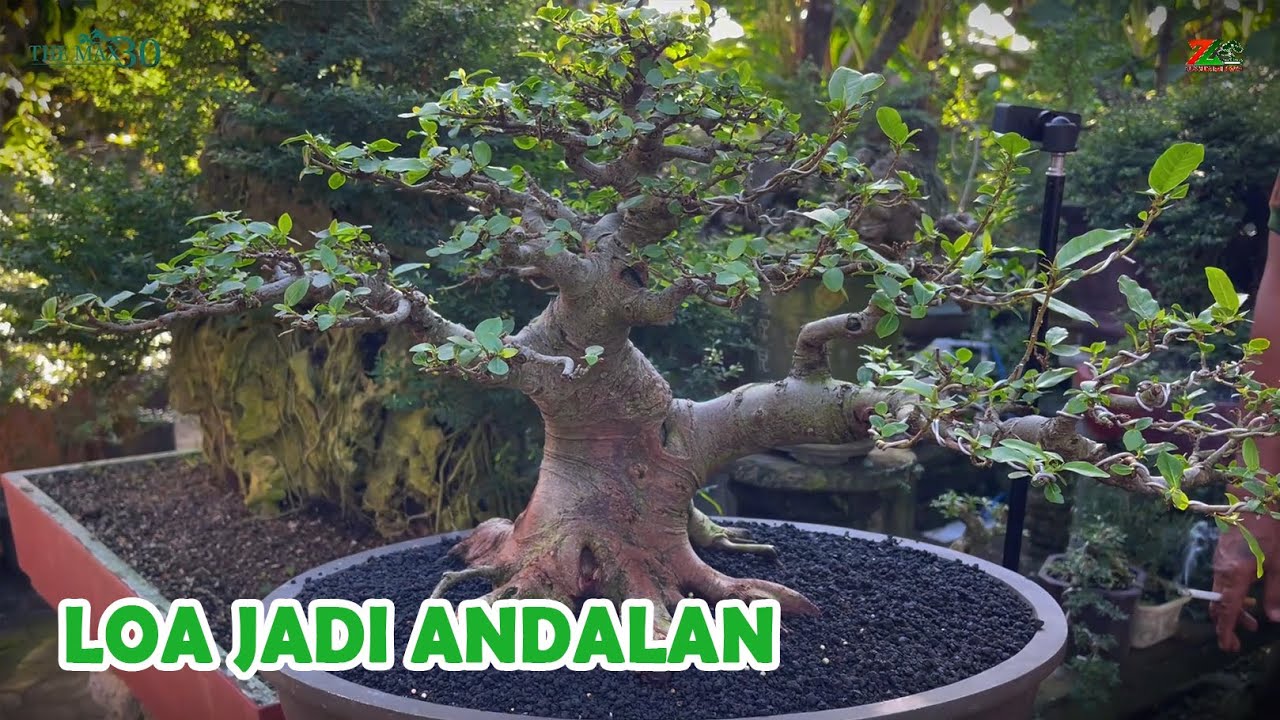 BONSAI LOA TERNYATA BISA JADI PRIMADONA BILA DI GINIKAN