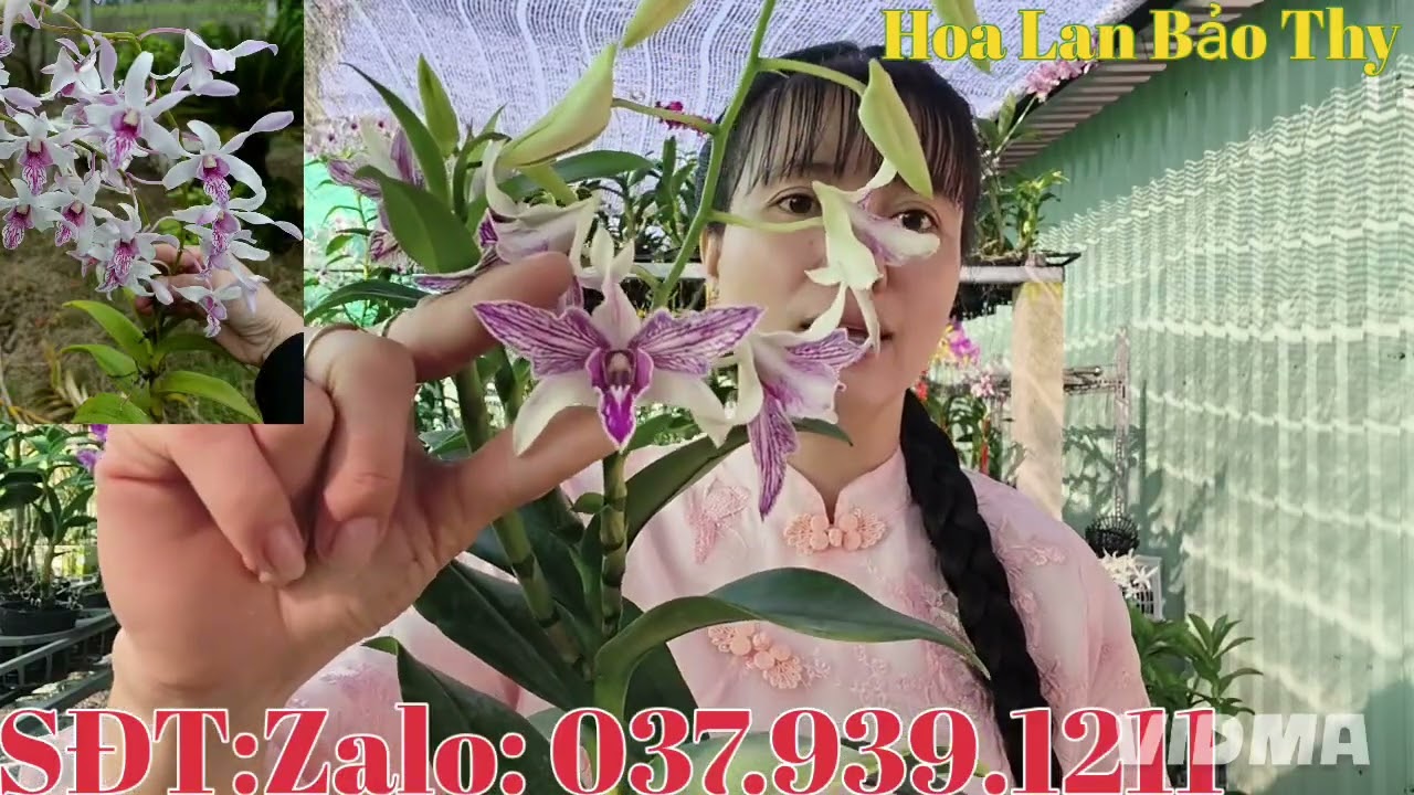 Hoa đẹp cây đẹp,giá yêu thương, kính mời cả nhà 27-1-2026 (HoaLanBảoThy)
