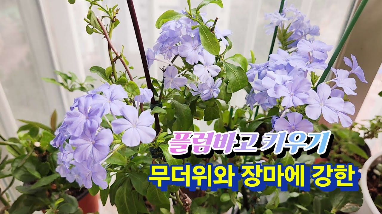하늘색꽃 플럼바고 키우기(#플럼바고 #키우기 #분갈이 #삽목 #물주기 #추천꽃)