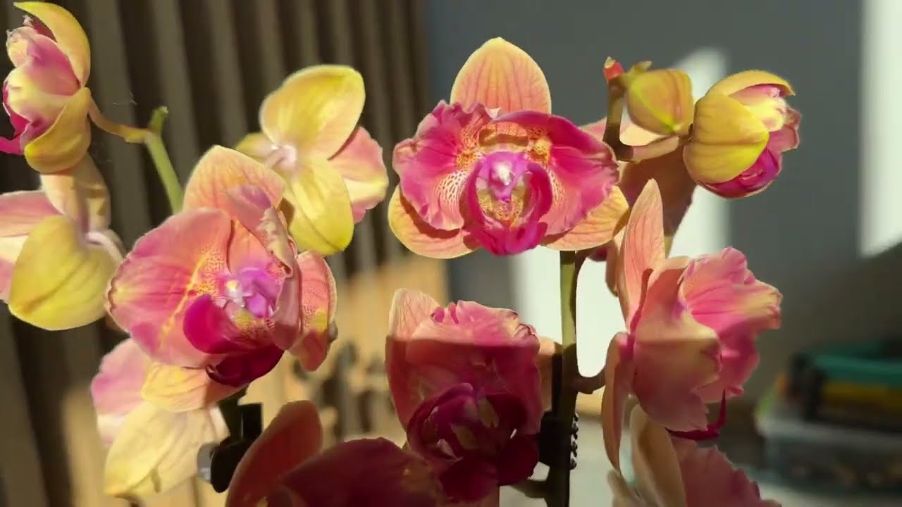 Возвращение начнем с новинок🦋💫🌸