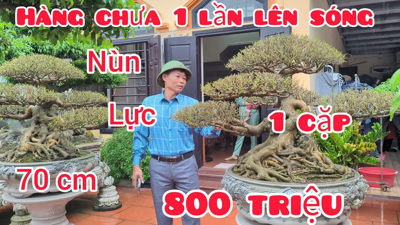 Bất ngờ với đôi trực cổ lùn lực cao 70 cm giá công khai 800 triệu còn sót lại cho anh em siêu tầm