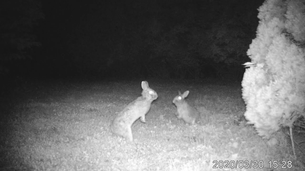 Bunny action at night