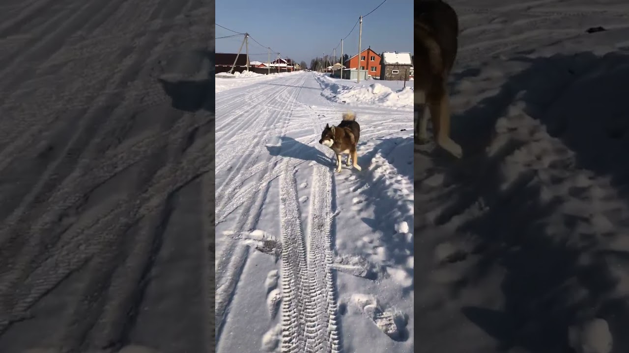1,5 minute satisfying snow crunch sound of walking with dog in winter #snow #asmrsounds #winter