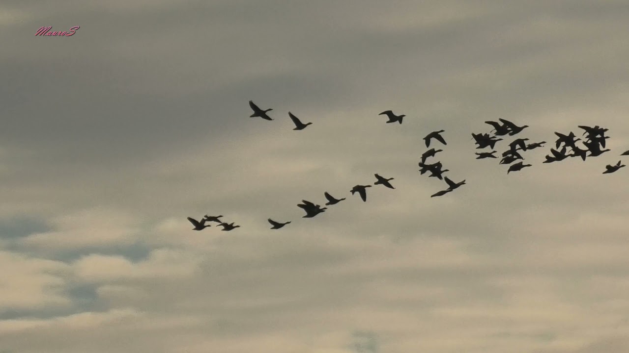 Oche selvatiche in volo