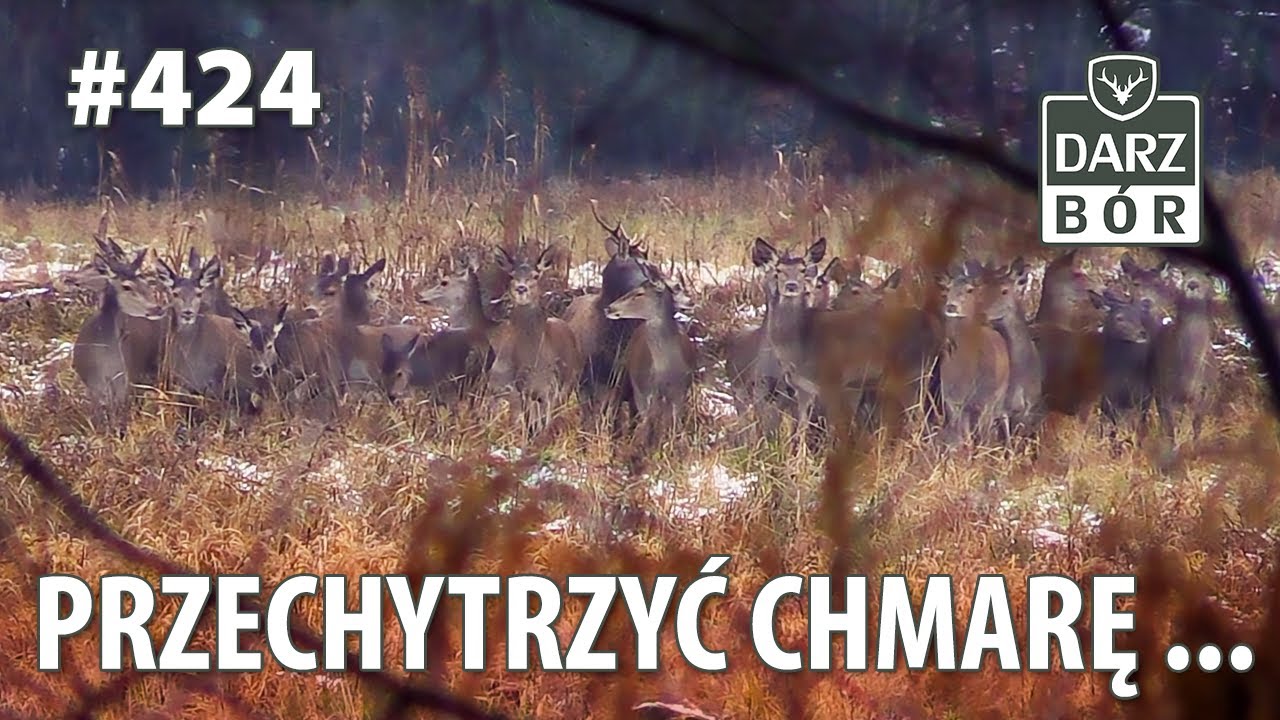 Darz Bór odc. 424 Przechytrzyć chmarę ...