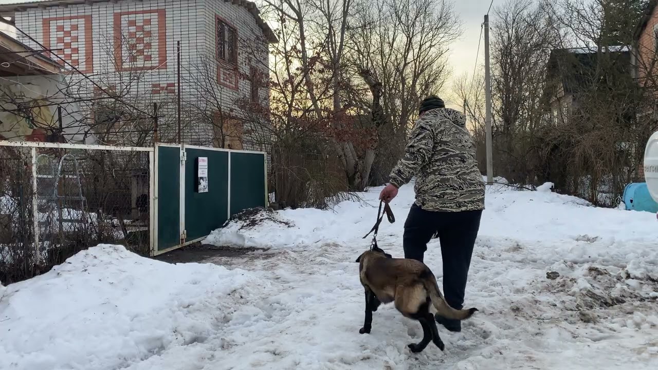 Бельгийская овчарка 6 месяцев Атос!
