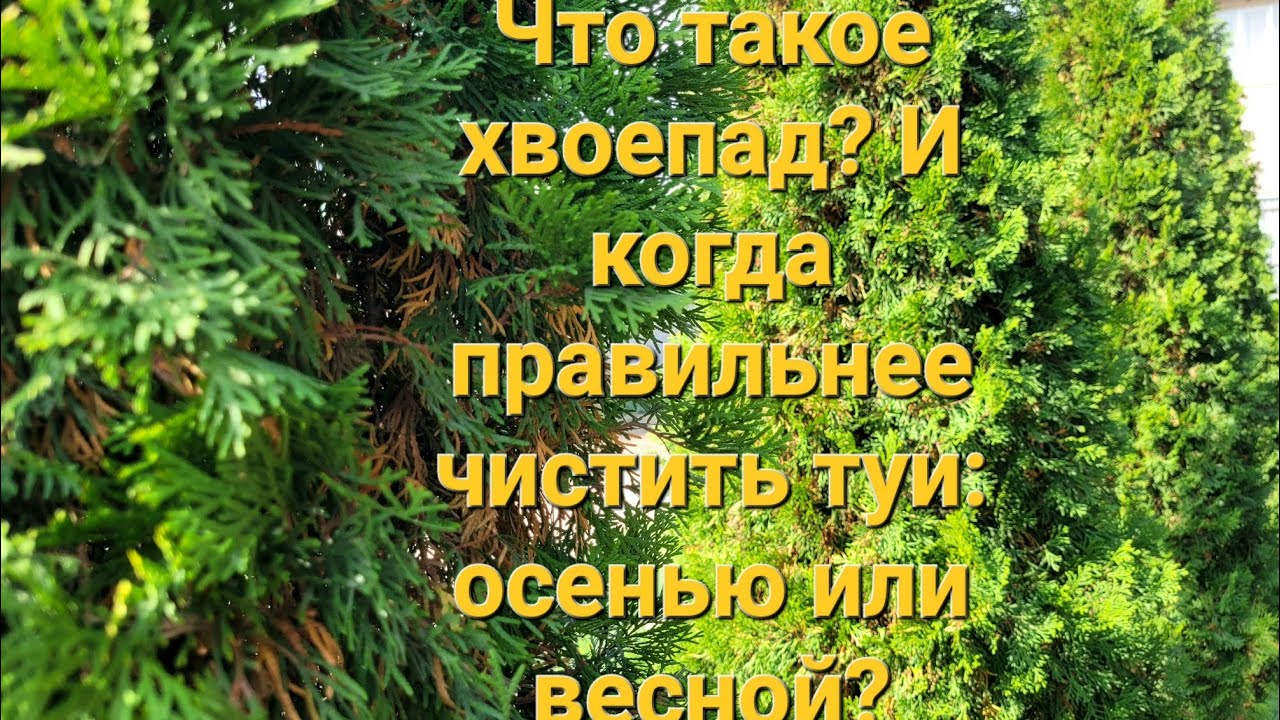 От чего случается хвоепад? Когда правильнее чистить туи: осенью или весной?