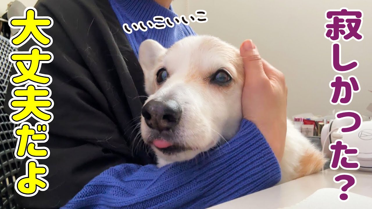 シニア犬がワンワン吠えて呼ぶので抱っこして過ごしました