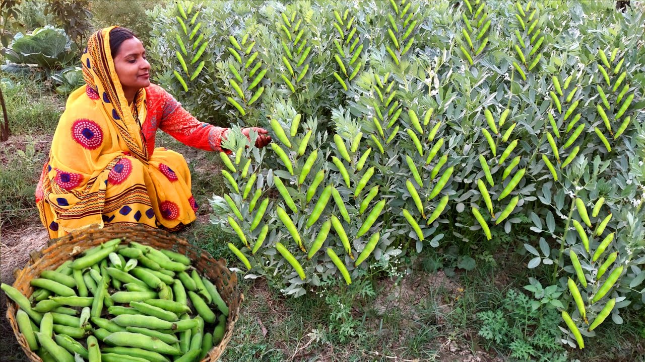 हमारे 🌄खेत की ये नई 🌿फसल की सब्जी एक बार बनाकर खा लोगे तो रोज़ यही बनाओगे 🌺Bakla Ki Sabji Recipe
