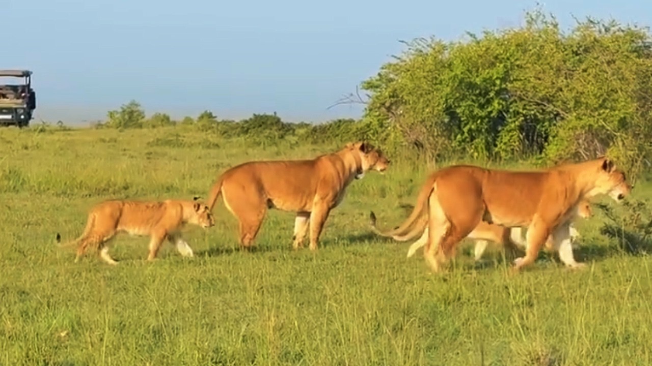 Fig Tree Lion Pride Cubs getting big | Masaimara | 15 February 2026