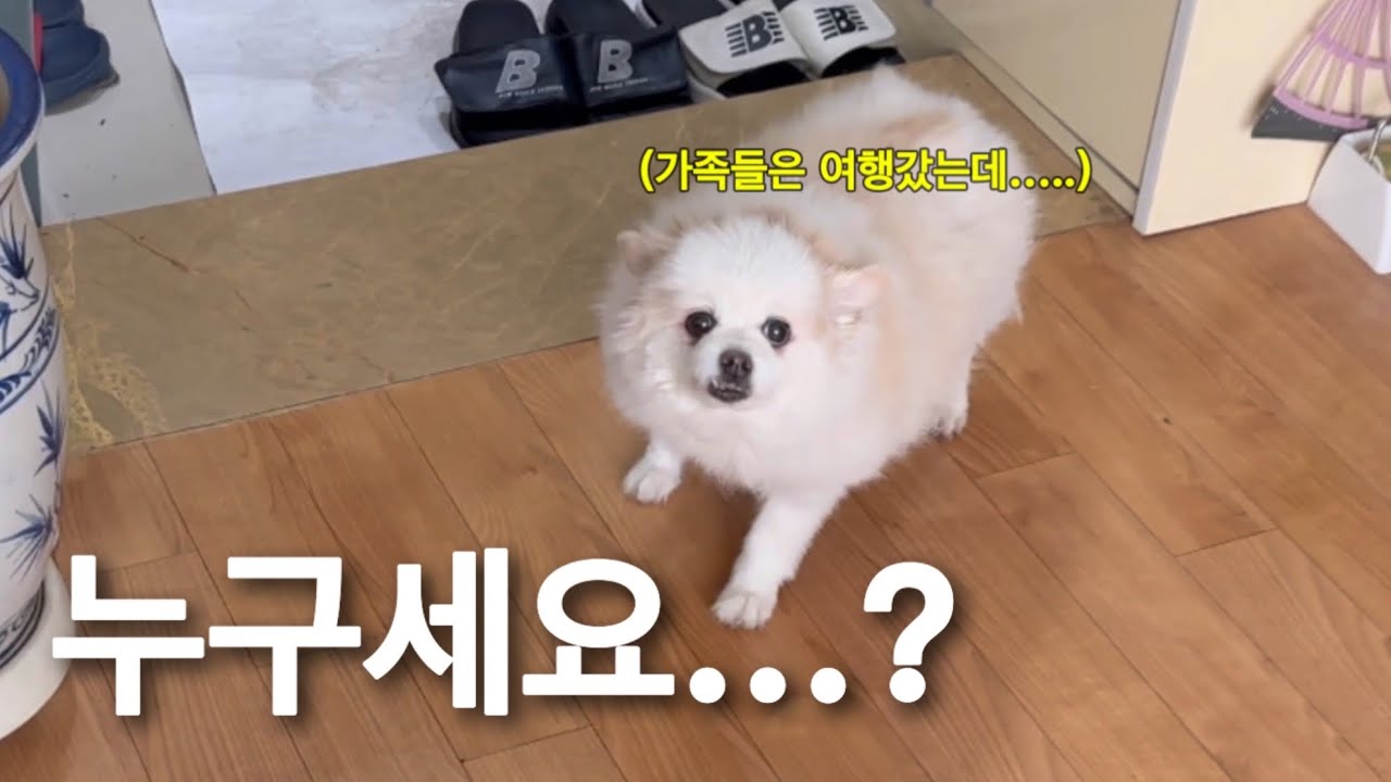 혼자 있는 집에 모르는 사람이 들어왔을 때 강아지 반응 (vlog)