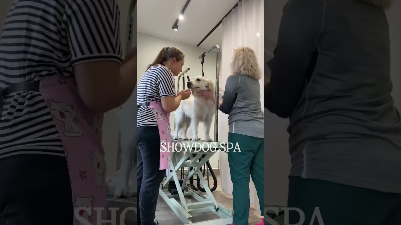 PSIE SPA w Krakowie https://www.tiktok.com/@showdog.spa?_t=8hQjmGH0cKW&_r=1