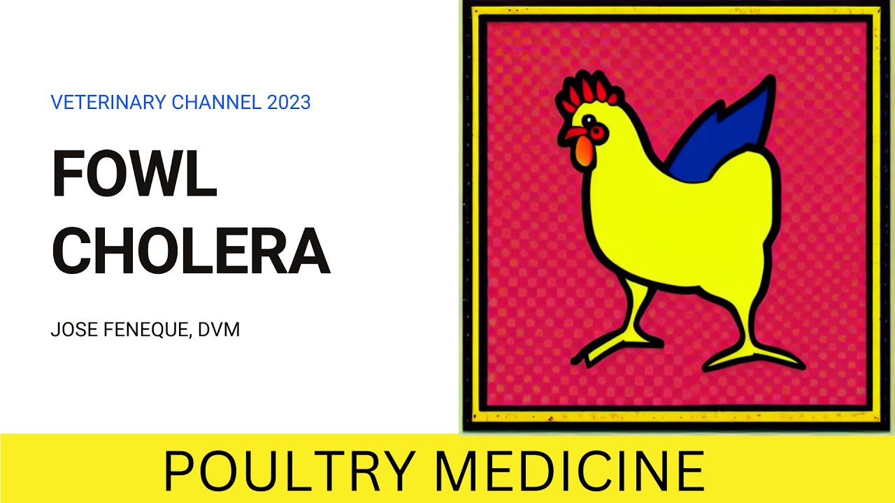 WHAT IS FOWL CHOLERA?