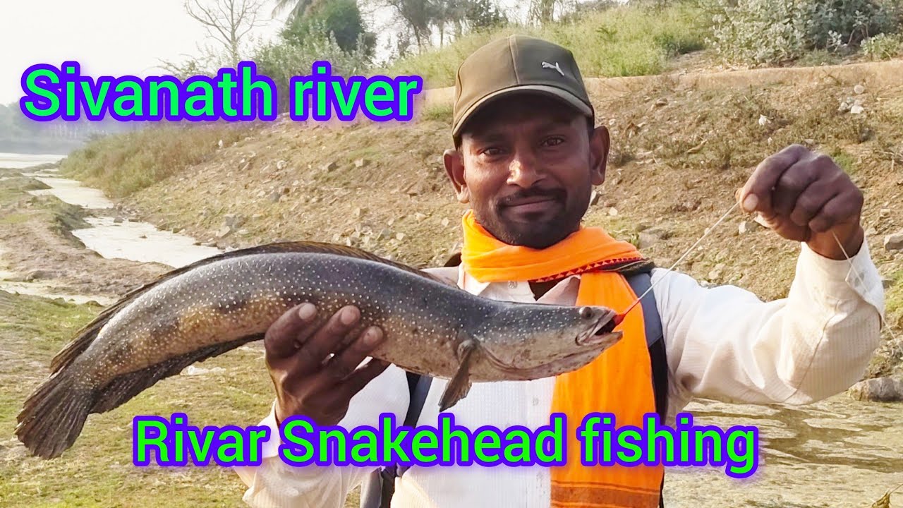 New video Snakehead catch in rivar new location back to back attack 