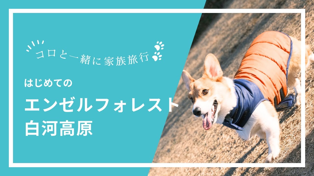 【コーギーのコロちゃんと犬連れ旅行】エンゼルフォレスト白河高原で貸別荘コテージMに泊まって来たよ！