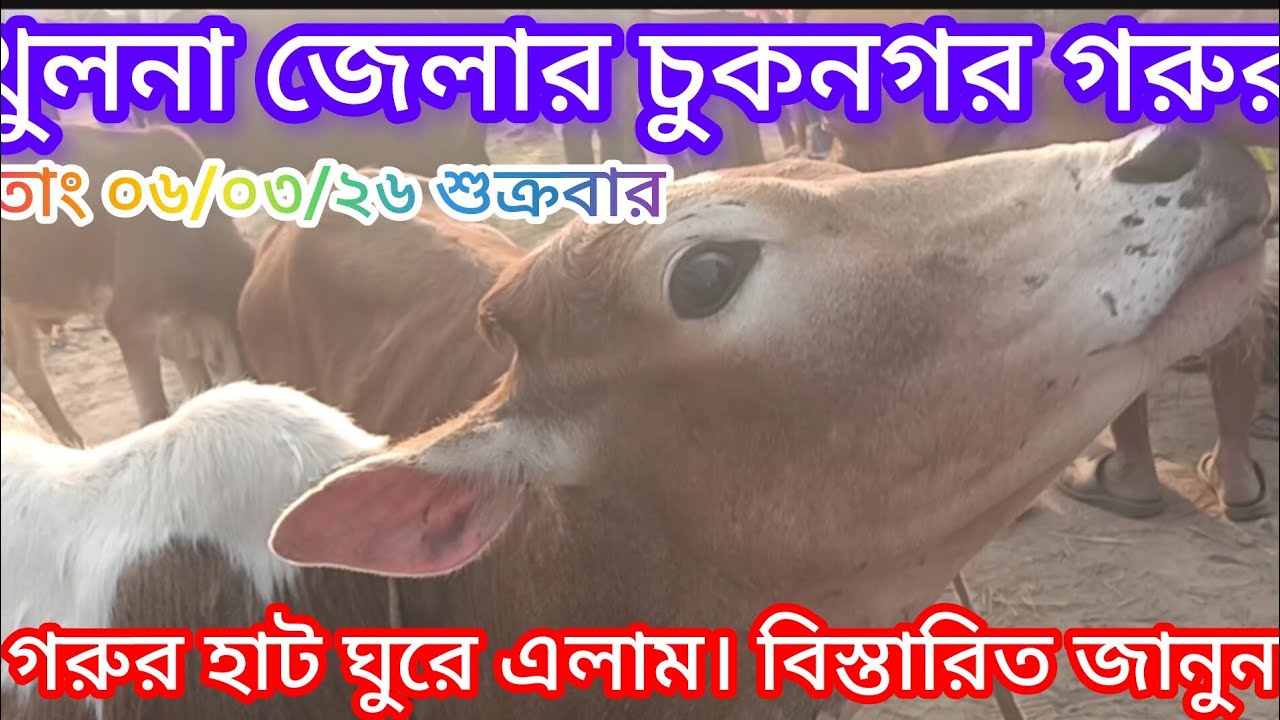 খুলনা জেলার চুকনগর গরুর হাট ঘুরে এলাম। বিস্তারিত জানুন। তাং ০৬/০৩/২৬ শুক্রবার।