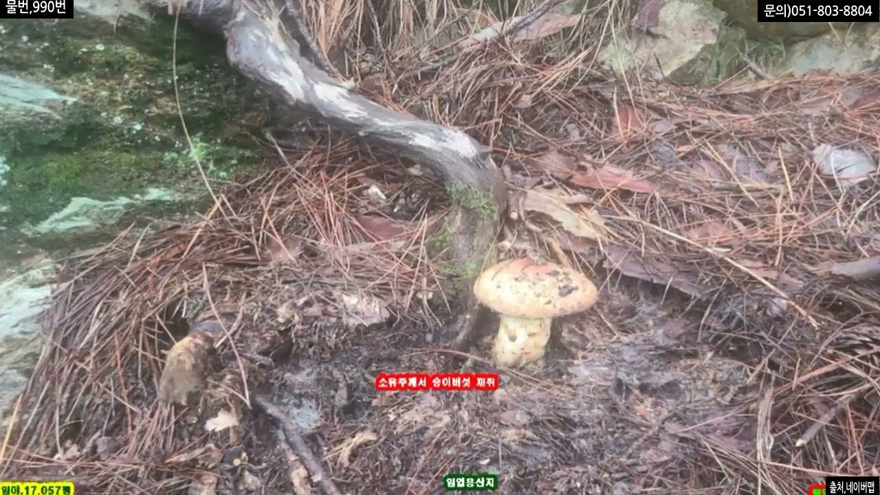 물번,990번 급매, 임야,17 057평 평당,2 900원 보전관리지역,4 200평 이 밑 부분에 포함 되여 있습니다, 매매가,4 960만원 입니다, 배산임수~ 정말로 경치 굿~