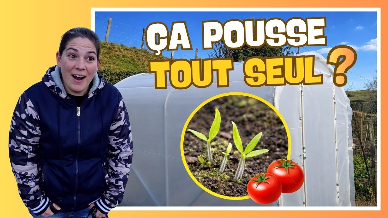 🍅 Semis de tomates : arrêtez de vous compliquer la vie