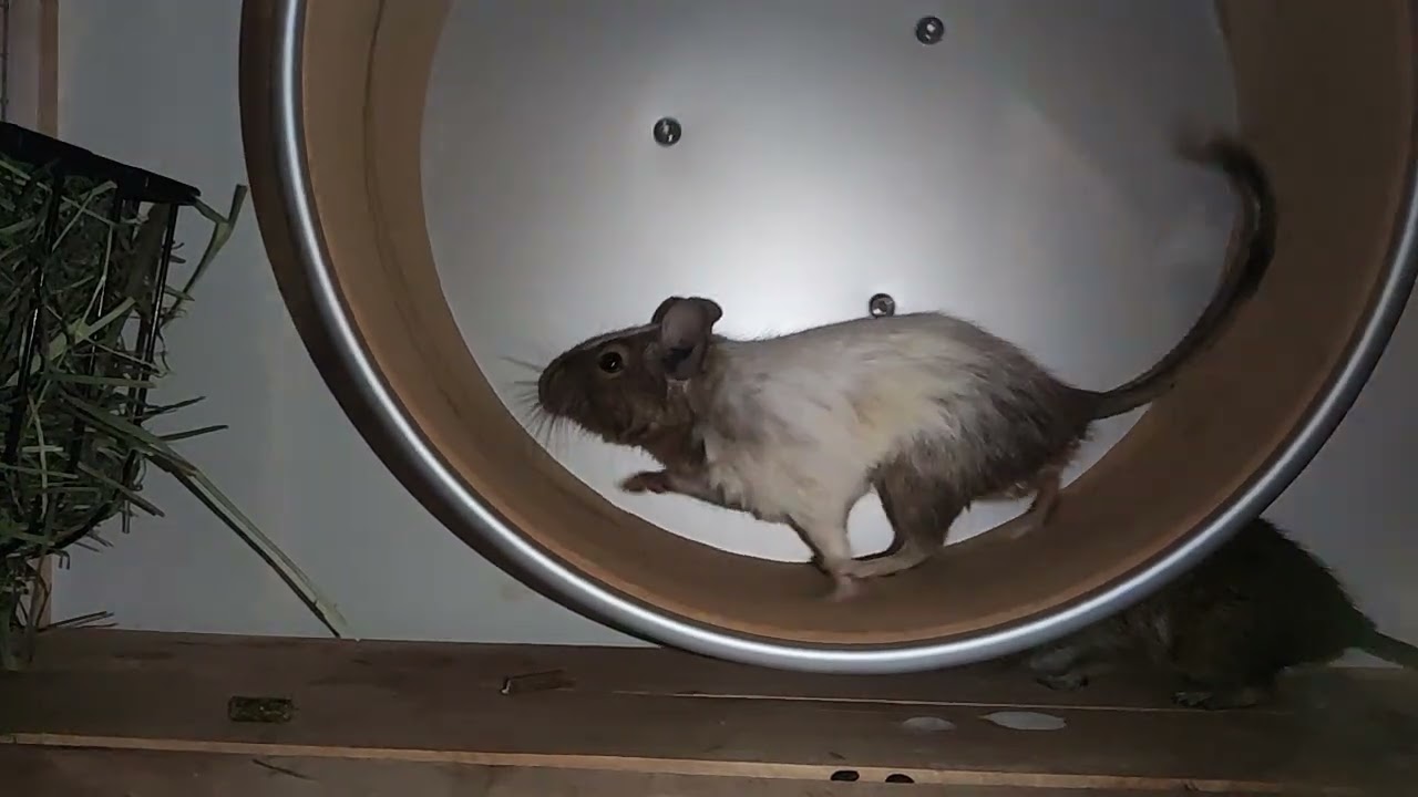 Koszatniczka slow motion (common degu, Octodon degus)