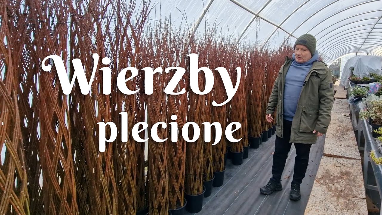 Wierzba pleciona Salix Americana - jak i kiedy sadzić?