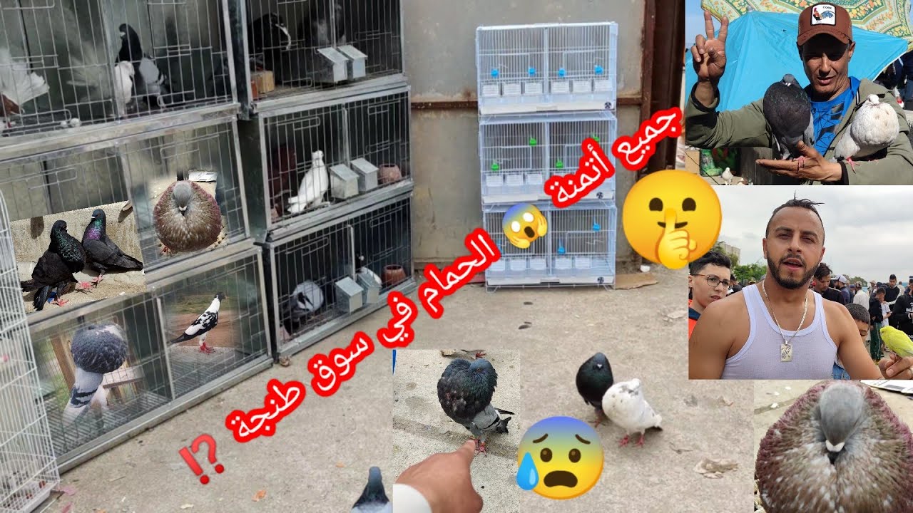 جميع أتمنة🤫 الحمام في😰 سوق طنجة 🦜 الحمام 🦚🦅 الطيور وسلاحف 🚨