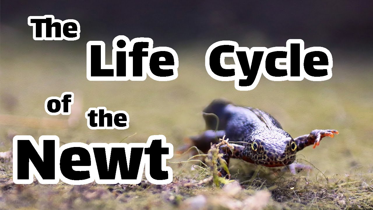 A Vintage Film About Newts