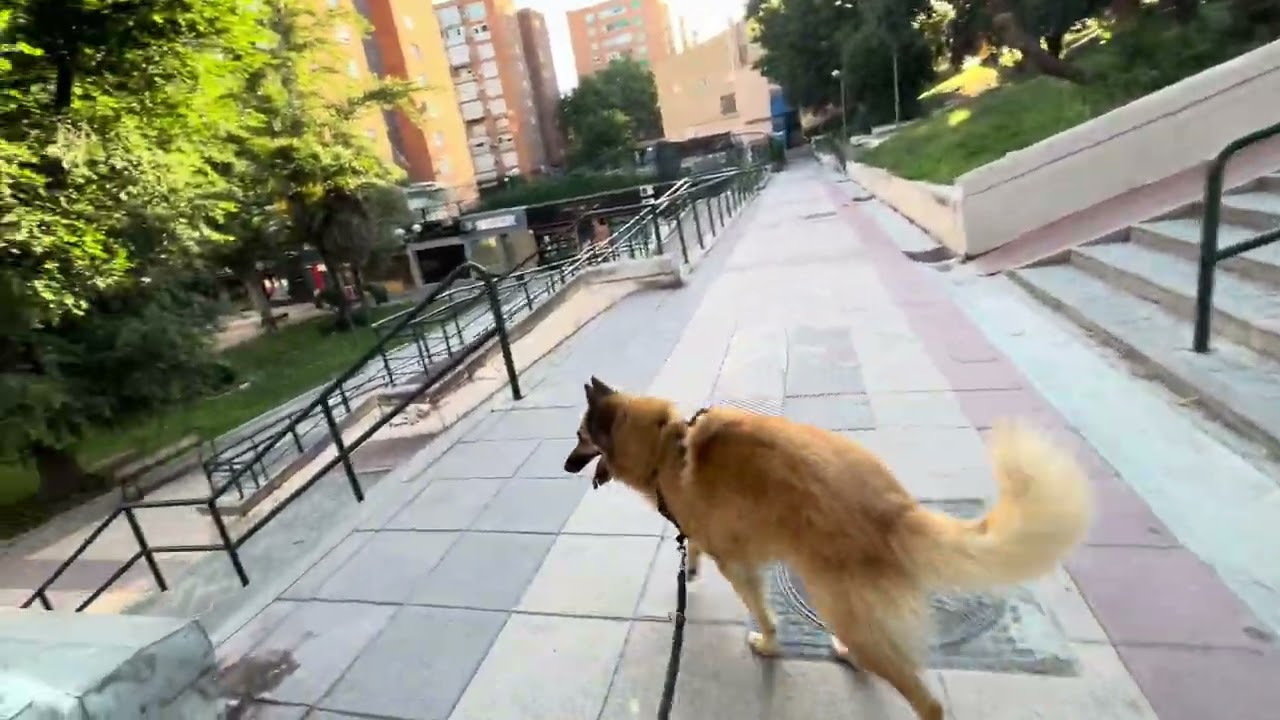 Duque 40 meses 【Espana 】340