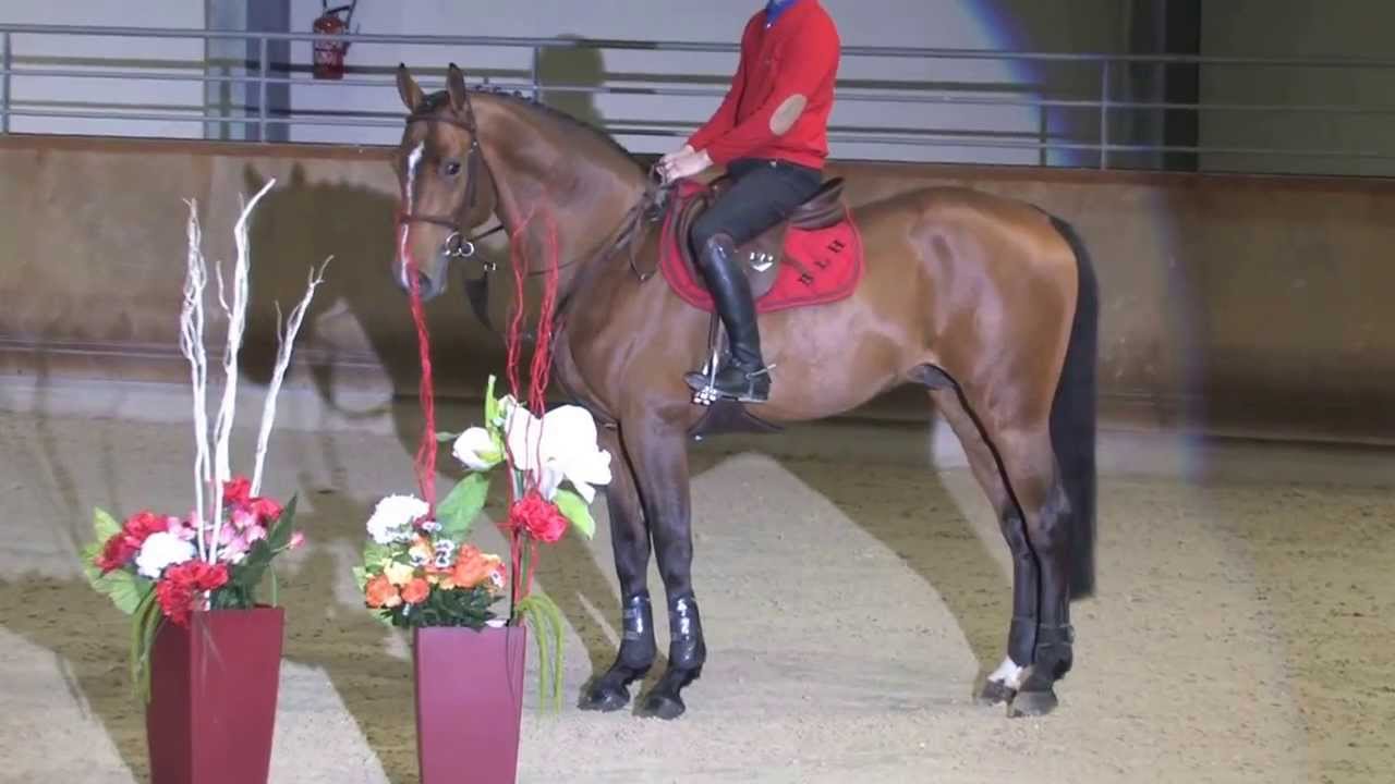 Vepsom bel - étalon BLH