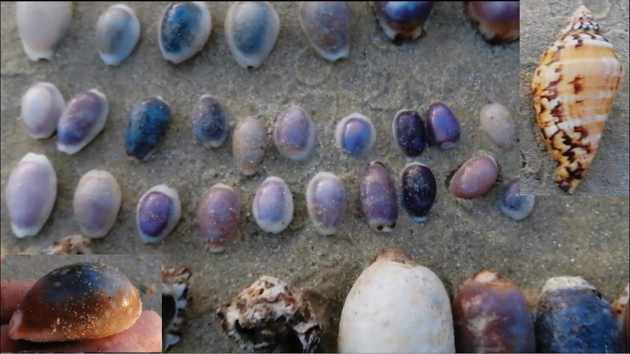 Virtual shelling Malaysia~ cowrie heaven~ 1st pacific deer cowrie & JUVENILE spider conch