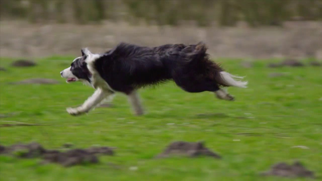 Strut The Pup - Seattle Off Leash Dog Park