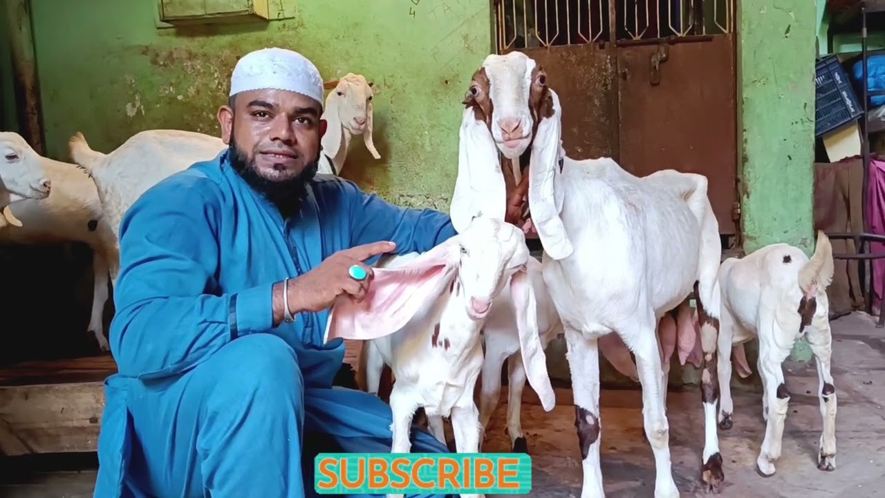 Massaallah Arsh Goat Farm at Ahmedabad Part 2 || Raees Bhai King of Ahmedabad ||