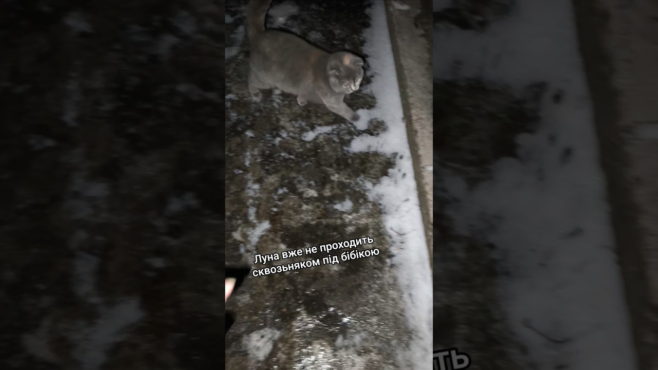 Луна трішки підросла 😅 #cat #милота #village #animals #funny #киця #cute #pets #село #cutecat