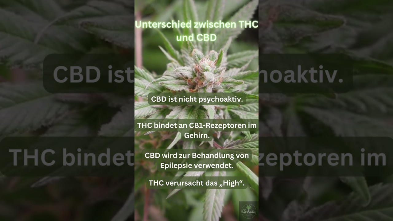 Unterschied zwischen THC und CBD