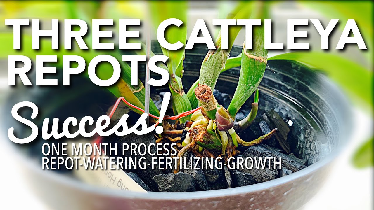 SUCCESSFUL CATTLEYA ORCHID REPOT | REPOT - WATERING - FERTILIZING - GROWTH | HOW TO REPOT CATTLEYA